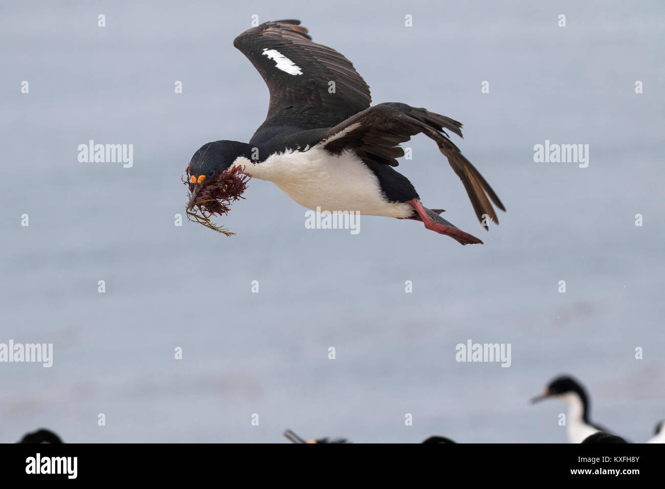 Imperial shag Phalacrocorax atriceps albiventer adulto con materiale di nidificazione in arrivo a terra alla colonia nidificazione Sealion Island Isole Falkland Britis Foto Stock