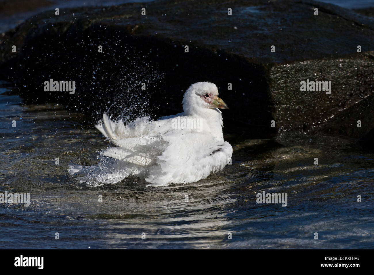 Di fronte-pallido sheathbill Chionis albus una balneazione in rock pool più deprimente Island Isole Falkland British Overseas territorio Dicembre 2016 Foto Stock