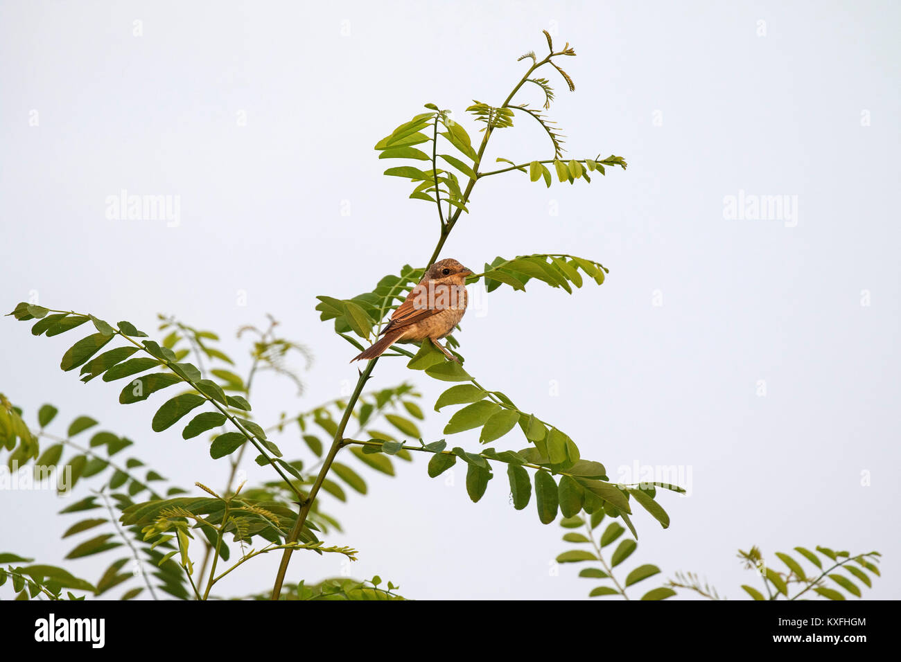 Red-backed shrike Lanius collurio recentemente fledged capretti appollaiato in false acacia Robinia pseudoacacia Kiskunsag Parco Nazionale vicino Tiszaalpar Hunga Foto Stock