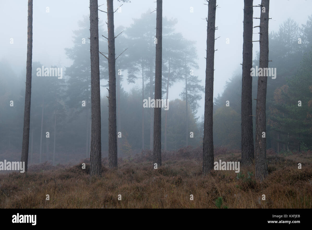 Una nebbiosa mattina a Knightwood Inclosure nel nuovo Parco Nazionale Foreste. Foto Stock