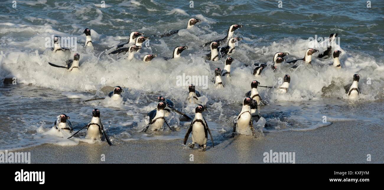 I Penguins africani a piedi fuori dell'oceano sulla spiaggia sabbiosa. Pinguino africano ( Spheniscus demersus) noto anche come il jackass penguin e nero-footed p Foto Stock