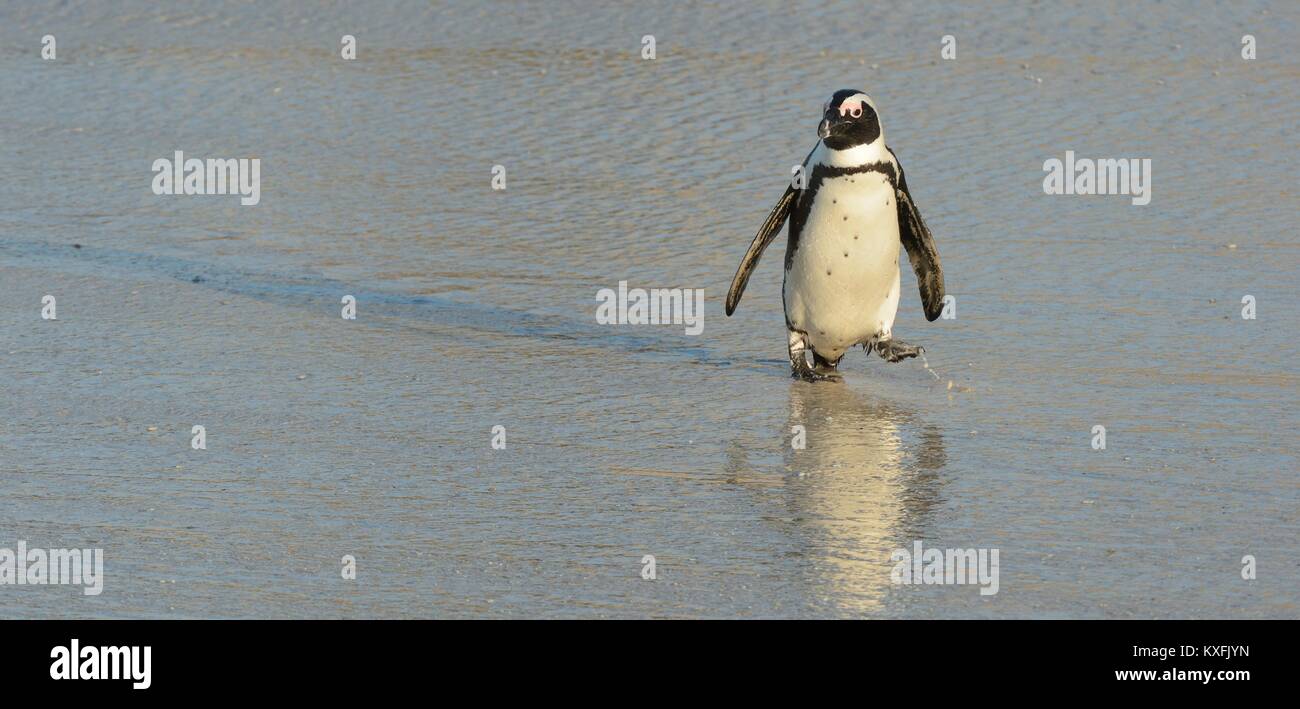 Pinguino africano (Spheniscus demersus) a piedi dall'oceano. Massi colonia. Sud Africa Foto Stock
