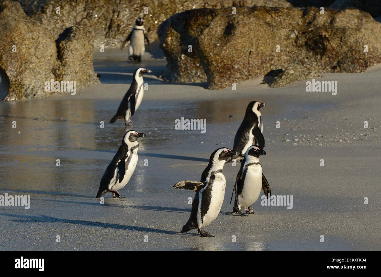 I Penguins africani a piedi fuori dell'oceano sulla spiaggia sabbiosa. Pinguino africano ( Spheniscus demersus) noto anche come il jackass penguin e nero-footed p Foto Stock