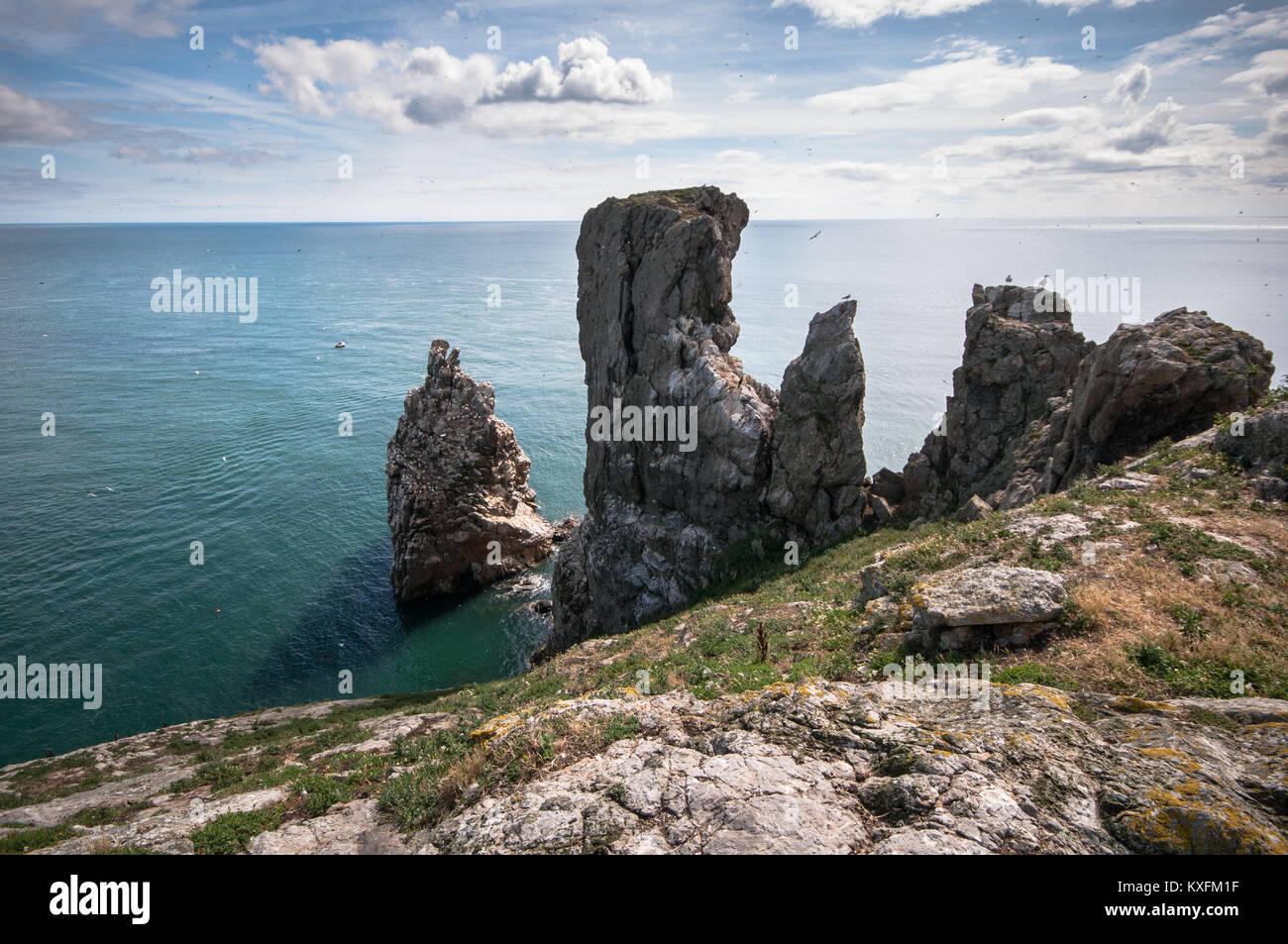 Vista della pila, casa di sule e molti altri uccelli marini, sull'isola dell'Irlanda occhio al largo di Dublino sulla costa orientale dell'Irlanda Foto Stock