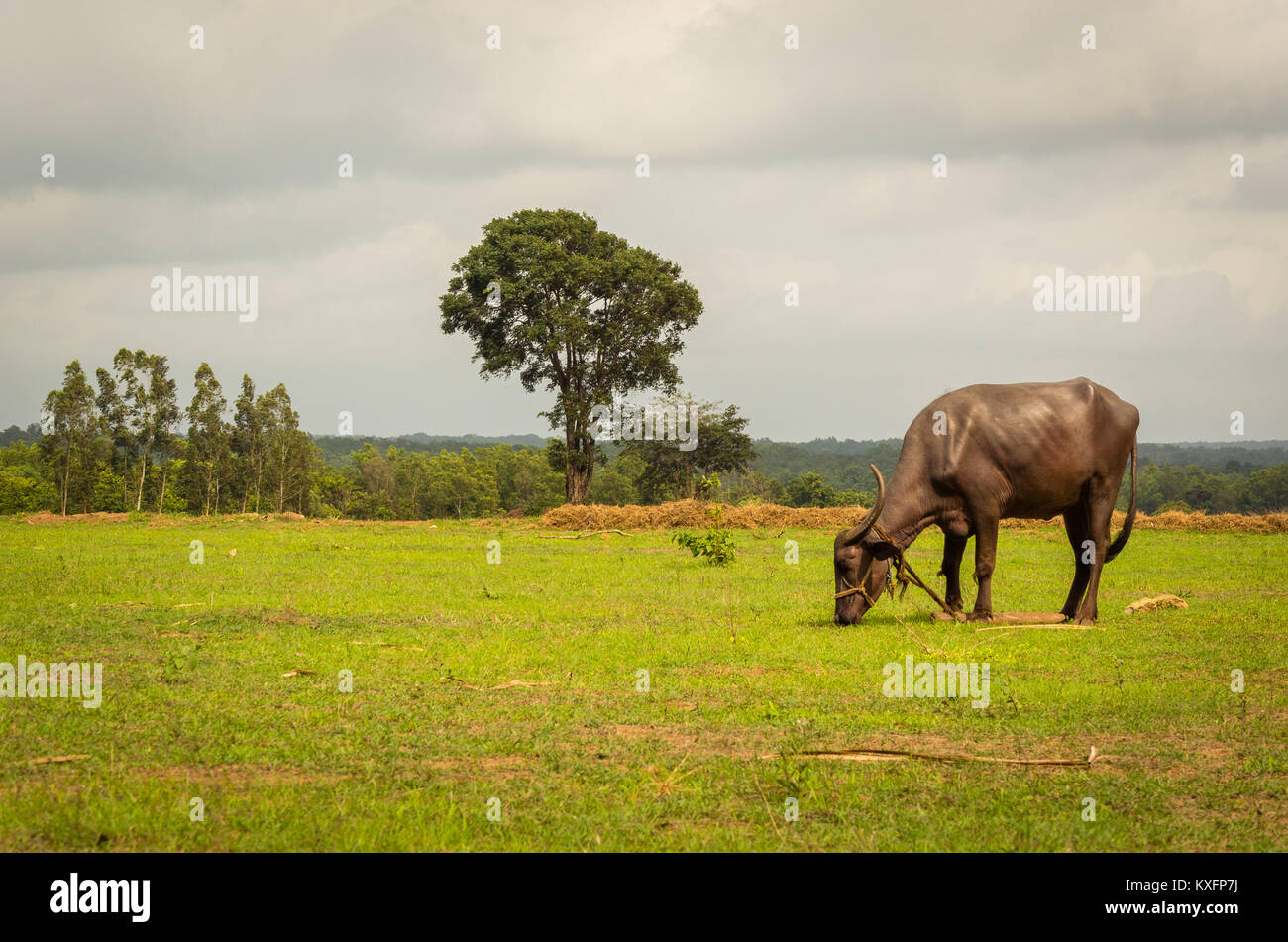 Domestico di acqua asiatici buffalo di pascolare su una pianura prati sotto il cielo nuvoloso Belgaum, Karnataka, India Foto Stock