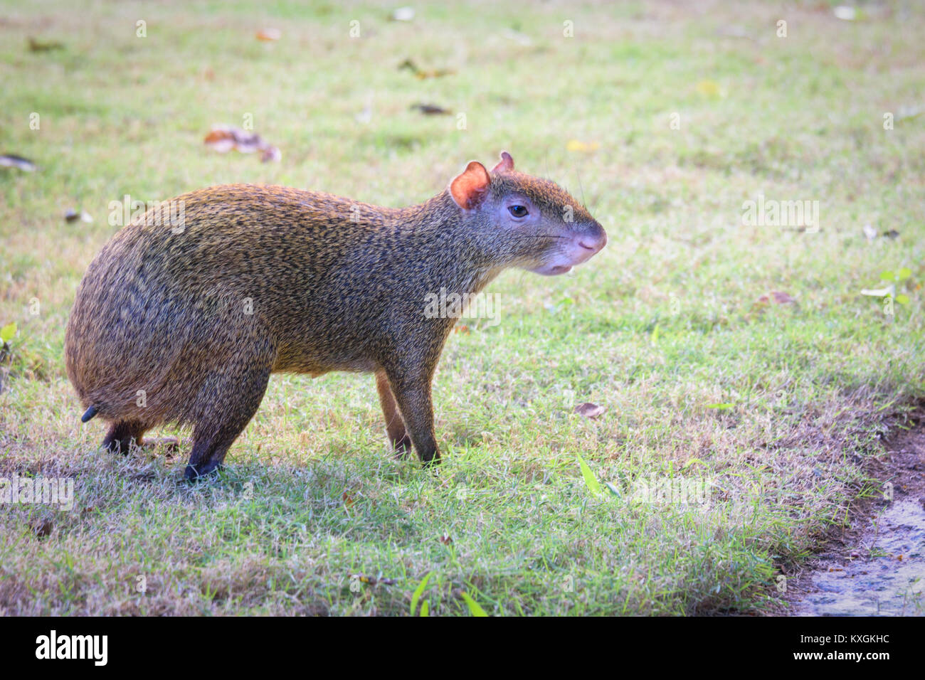 Agoutis Agouti o roditore Sereque sull'erba verde. Roditori dei Caraibi. Foto Stock