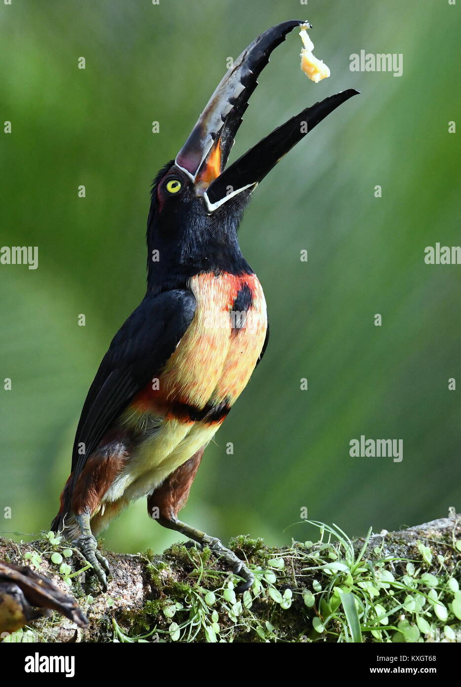 Aracari collare mangiando frutta (Pteroglossus torquatus) Foto Stock