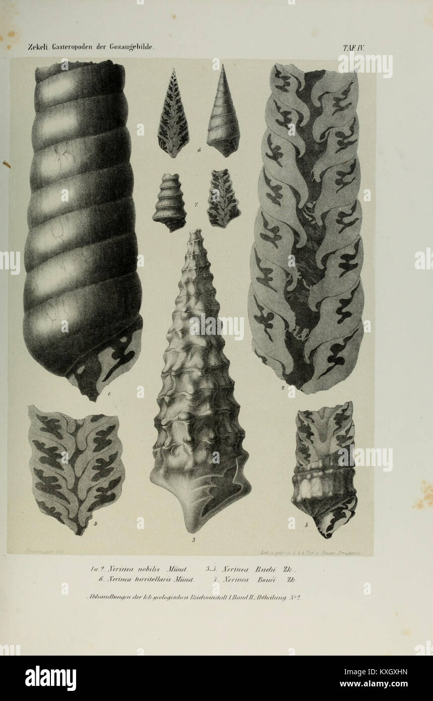 Una pubblicazione geologica dell'Imperial-Royal Geological Institute che riporta studi sul campo, formazioni rocciose e analisi scientifiche. Foto Stock