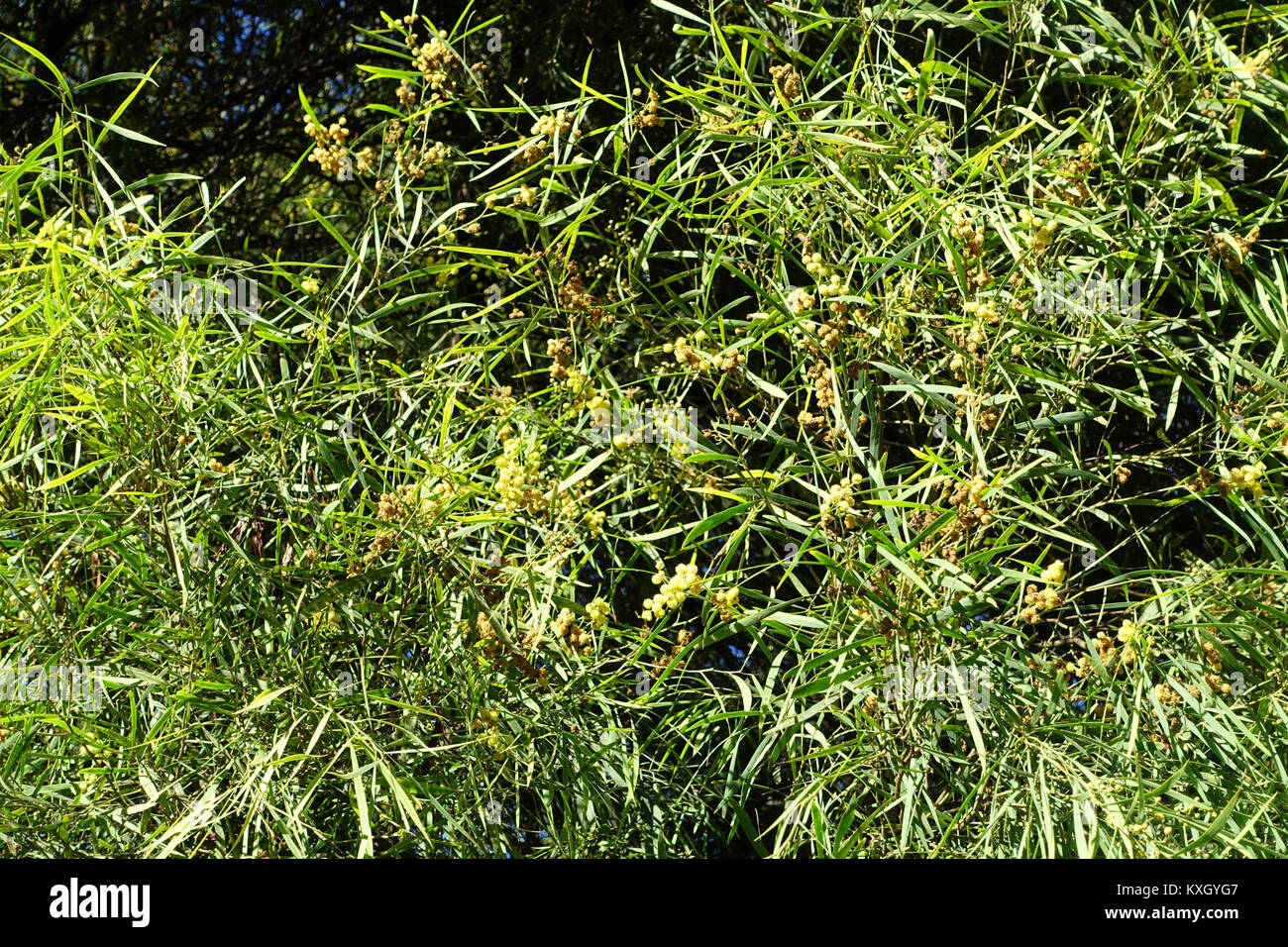 Una fotografia dei retinodi di acacia, noti anche come sonaglino d'argento, scattata al Giardino Botanico di Barcellona. L'immagine mostra le sue sottili foglie verdi e i grappoli di fiori sferici gialli. Foto Stock