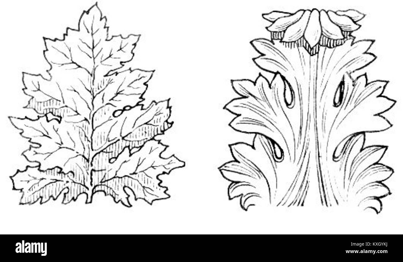 L'acanto è un genere di piante da fiore riconosciuto per le sue grandi foglie lobate, spesso utilizzato come motivo decorativo nell'architettura classica e nell'arte ornamentale, studiato in classificazione botanica. Foto Stock