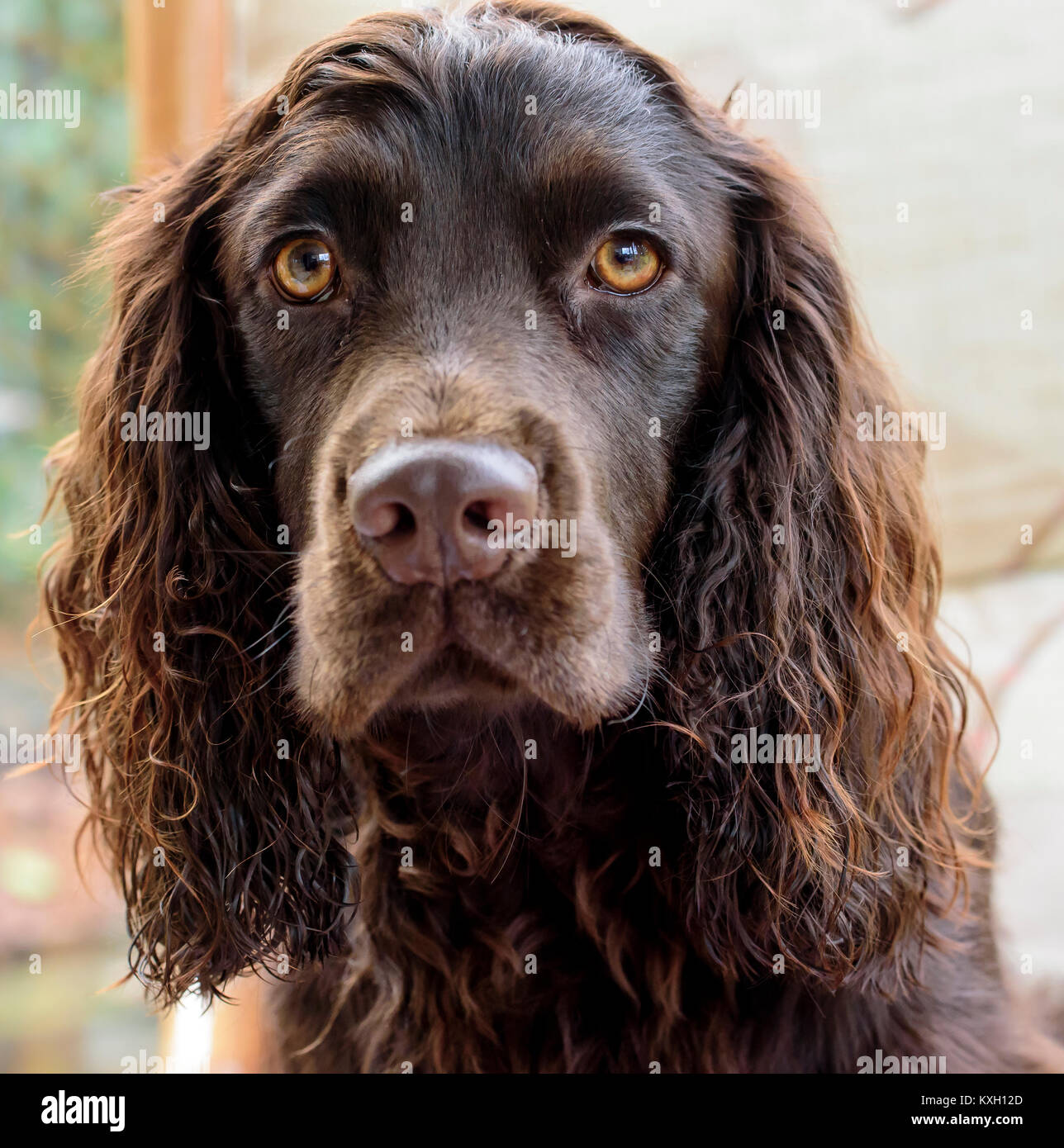 Colpo alla testa di un cioccolato cocker spaniel Foto Stock