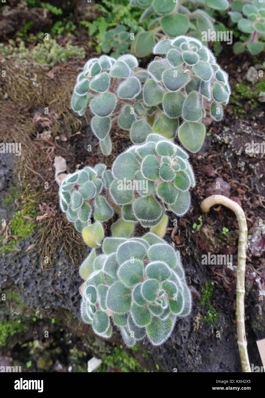 Questa fotografia cattura un esemplare di Aeonium tabuliforme, una succulenta pianta piatta originaria di Tenerife, coltivata nel Giardino Bergianska di Stoccolma, Svezia, mostrando il suo ammasso di foglie di rosetta. Foto Stock