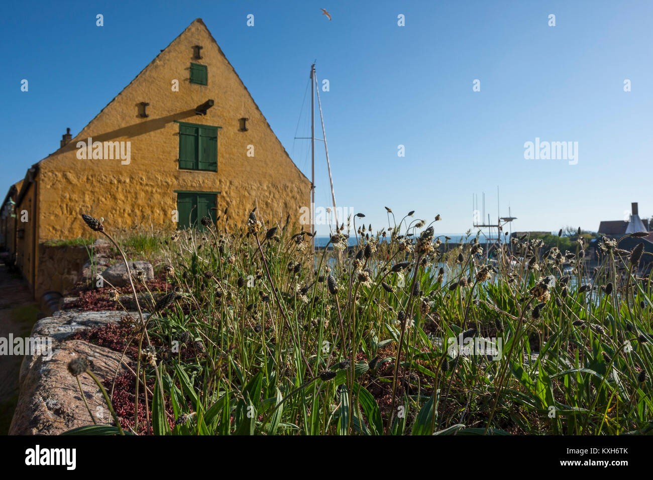 Ribwort piantaggine (Planzago lanceolata) e giallo gable, Christiansø, Ertholmene, Bornholm, Danimarca Foto Stock