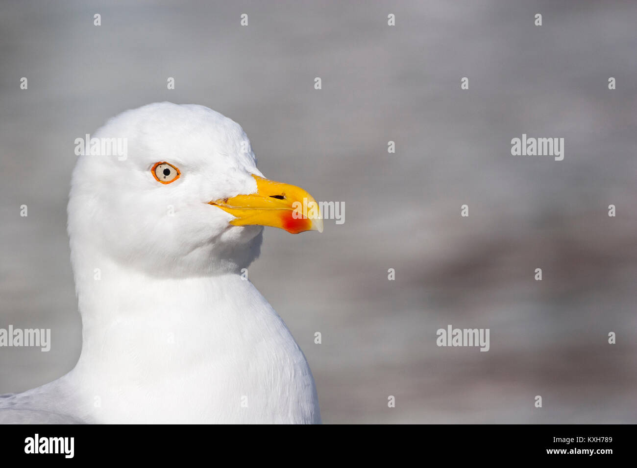 Testa di aringa gabbiano (Larus argentatus), Laridae Foto Stock