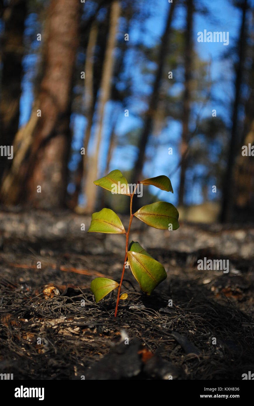 Una pianta cresce fuori delle ceneri di combustione controllata area di una foresta di pini Foto Stock