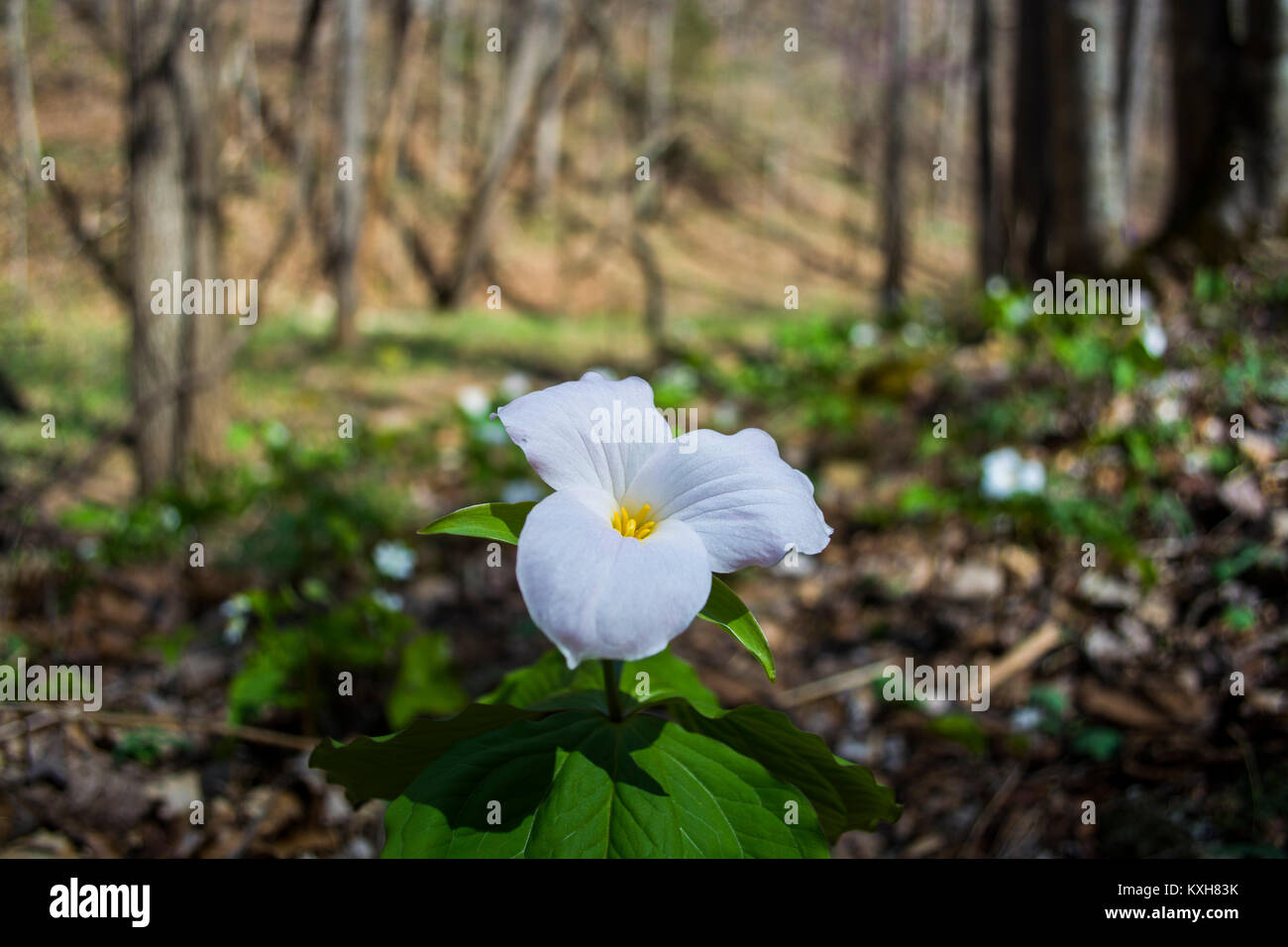 Trillium bianco Foto Stock