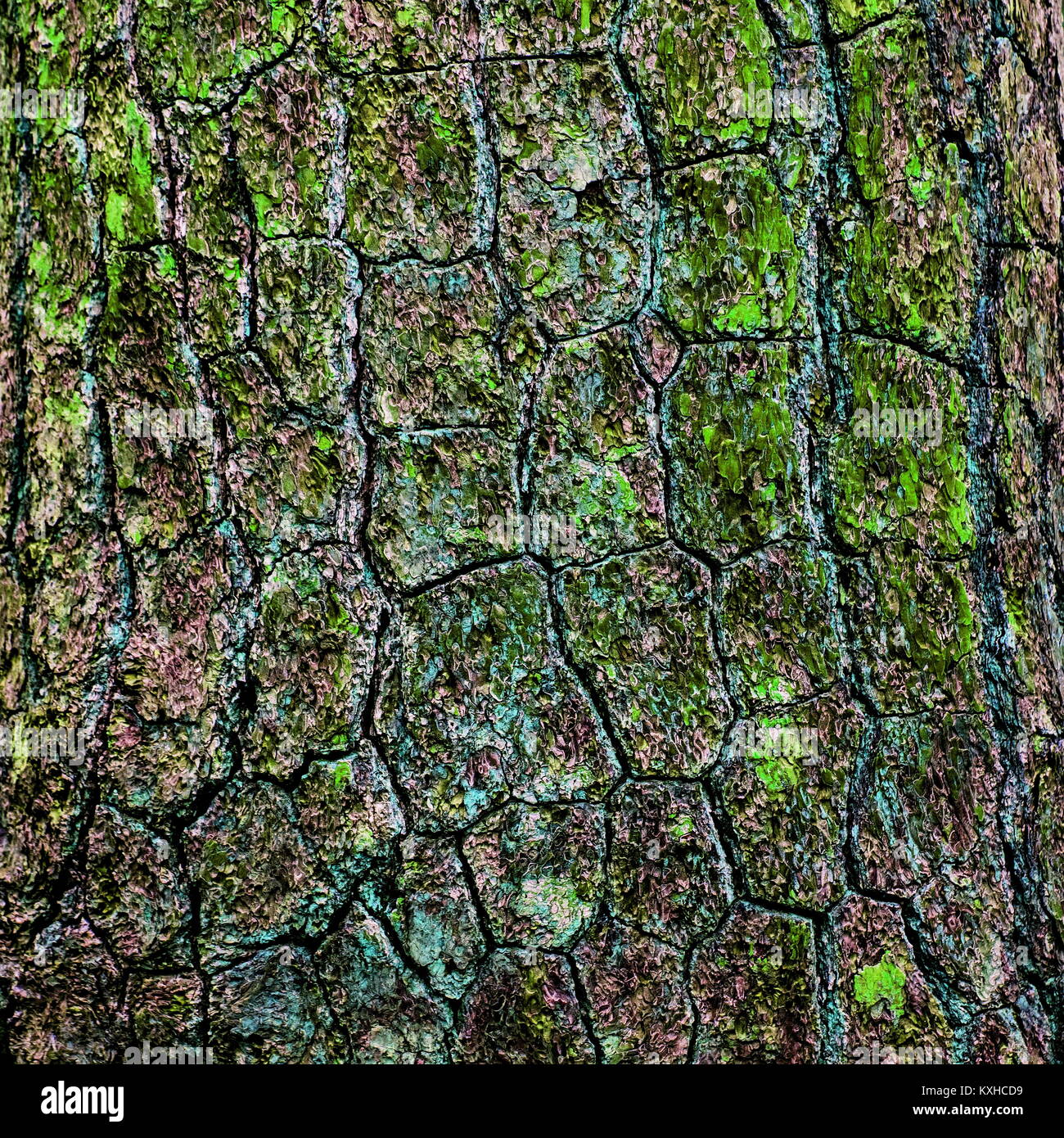 Tronco di albero che mostra il dettaglio della corteccia,texture. Foto Stock