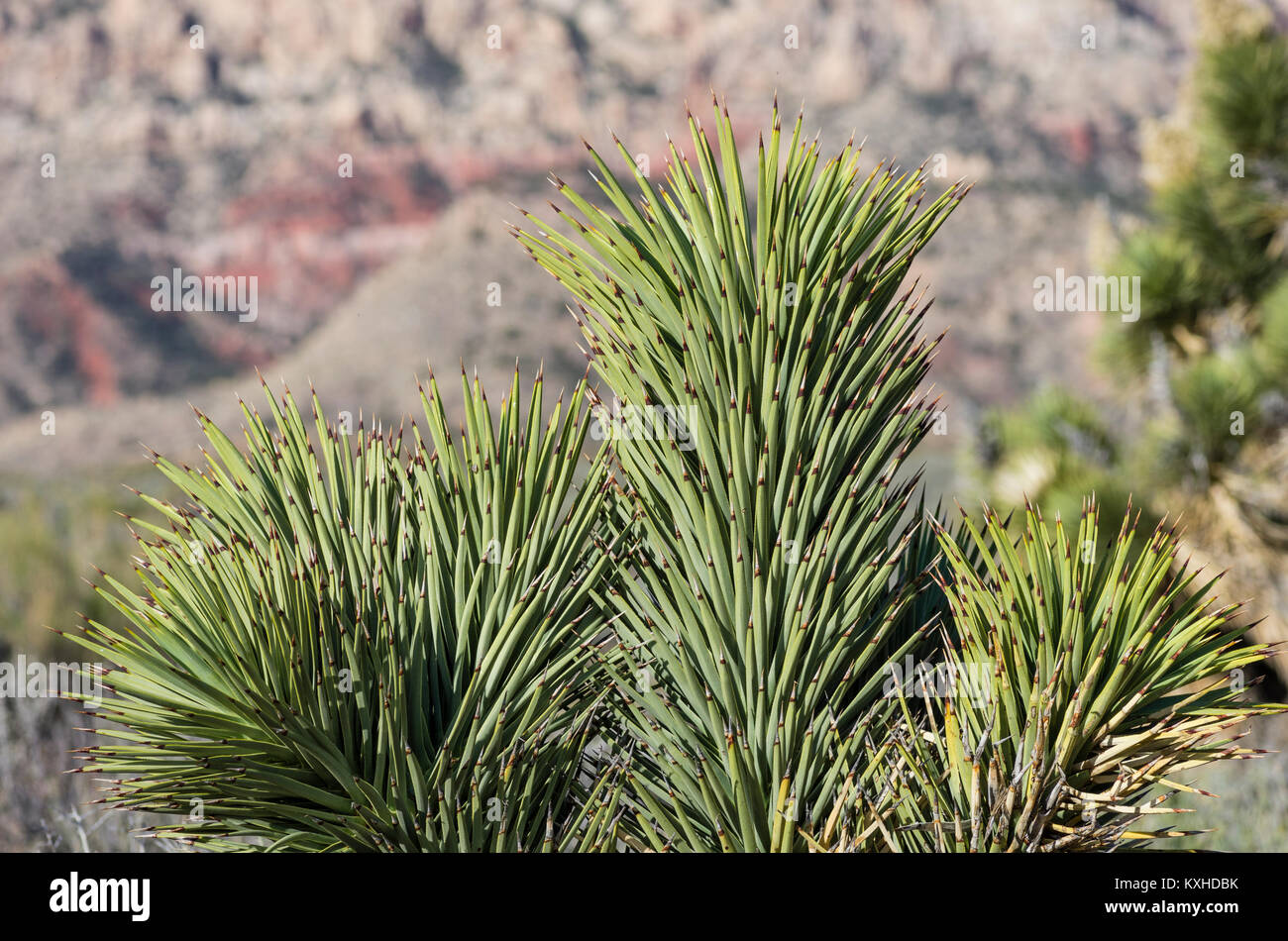 Alberi di Joshua o Yucca brevifolia nella Red Rock Canyon National Conservation Area Foto Stock