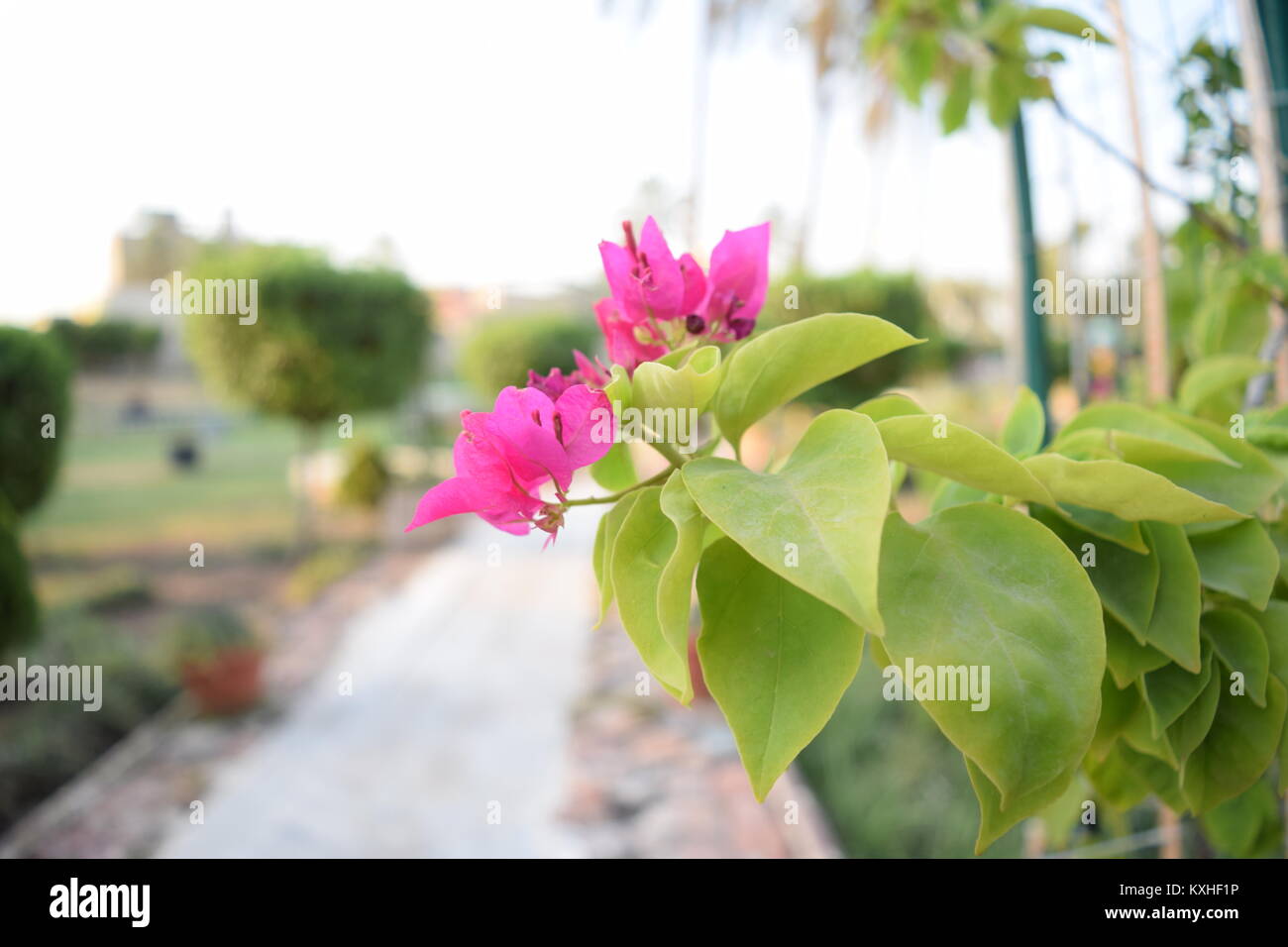 Il modo di rose Foto Stock