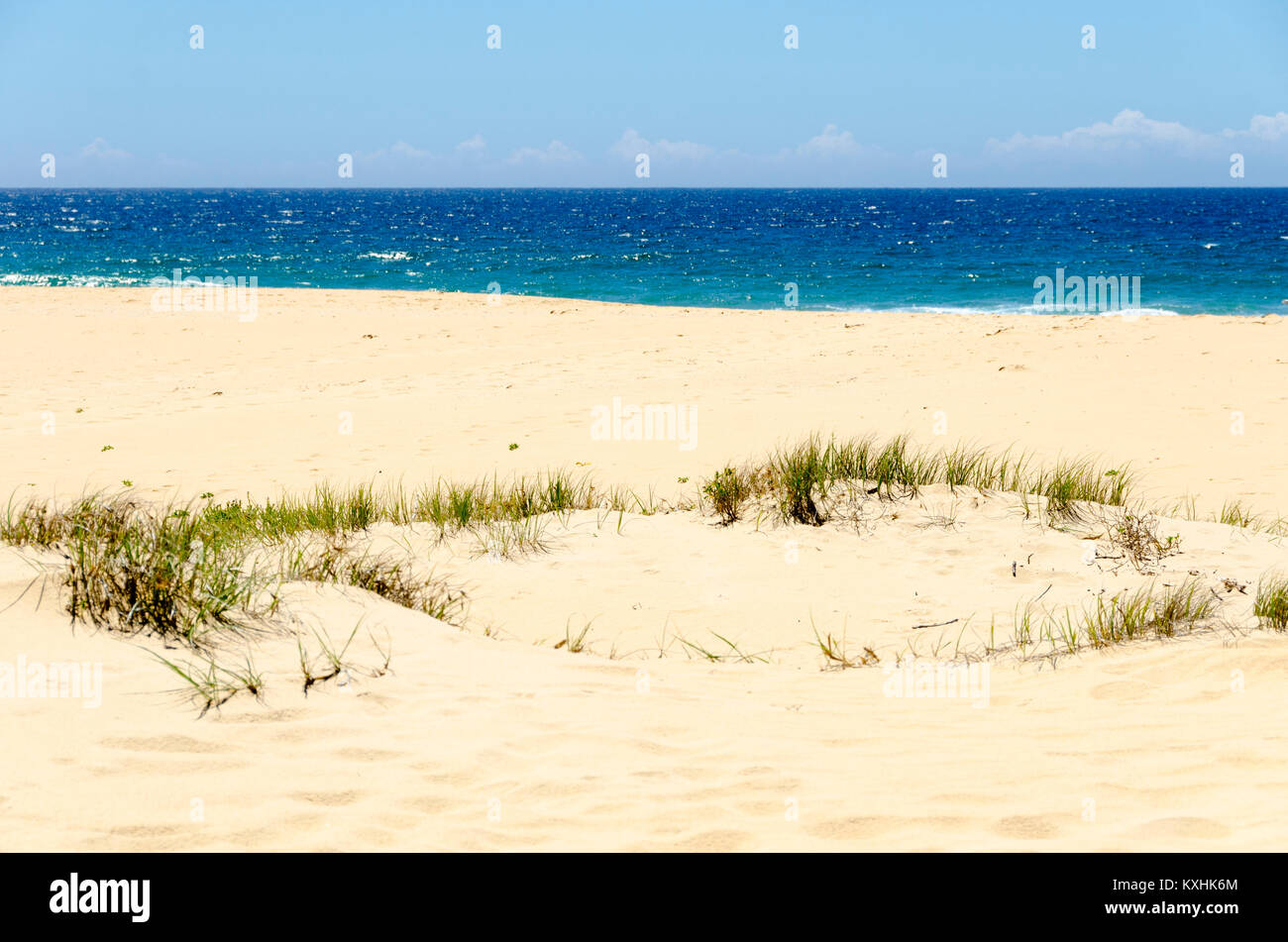 Erba che cresce in dune di sabbia, spiaggia, Cuttagee, Nuovo Galles del Sud, Australia Foto Stock