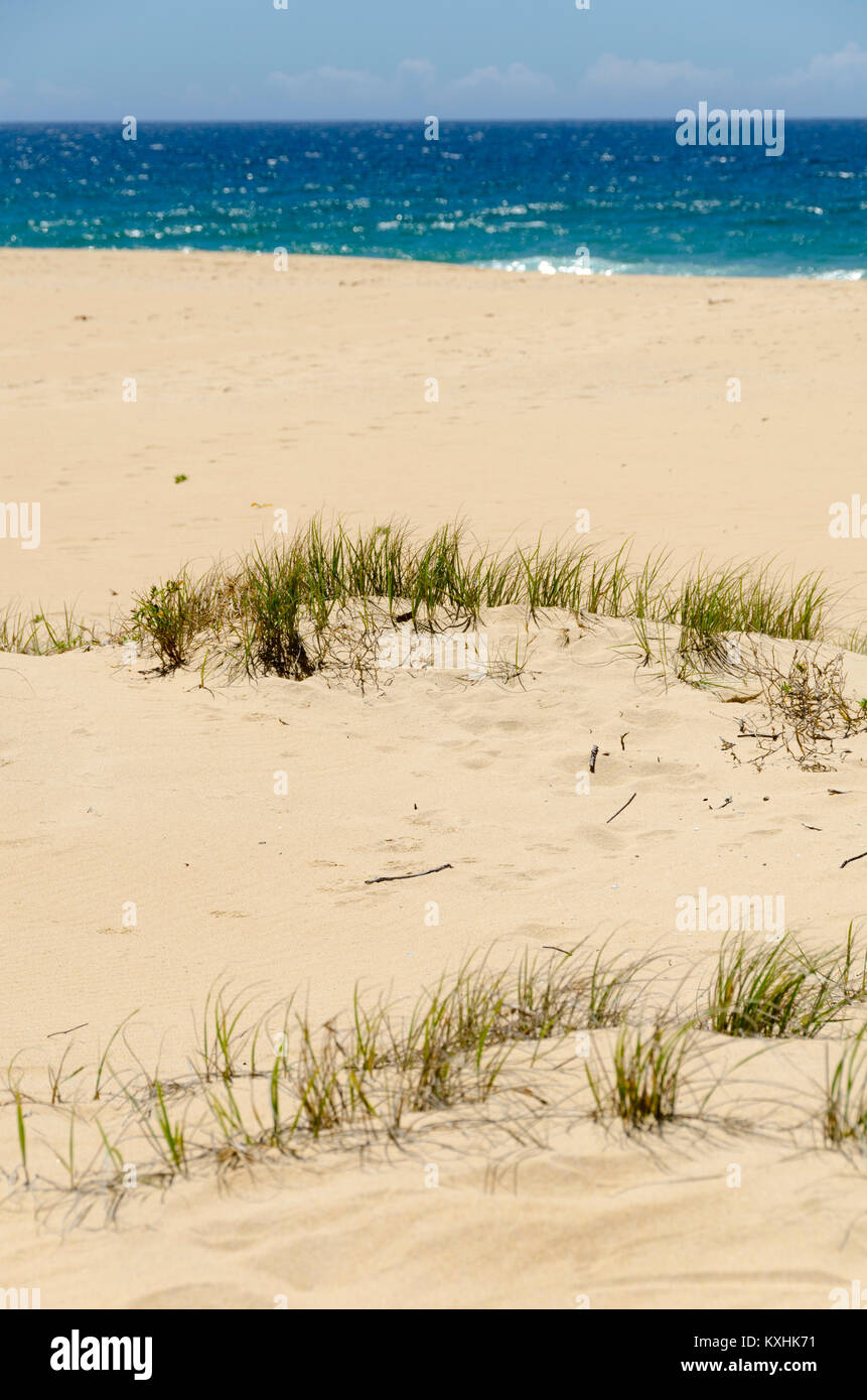 Erba che cresce in dune di sabbia, spiaggia, Cuttagee, Nuovo Galles del Sud, Australia Foto Stock