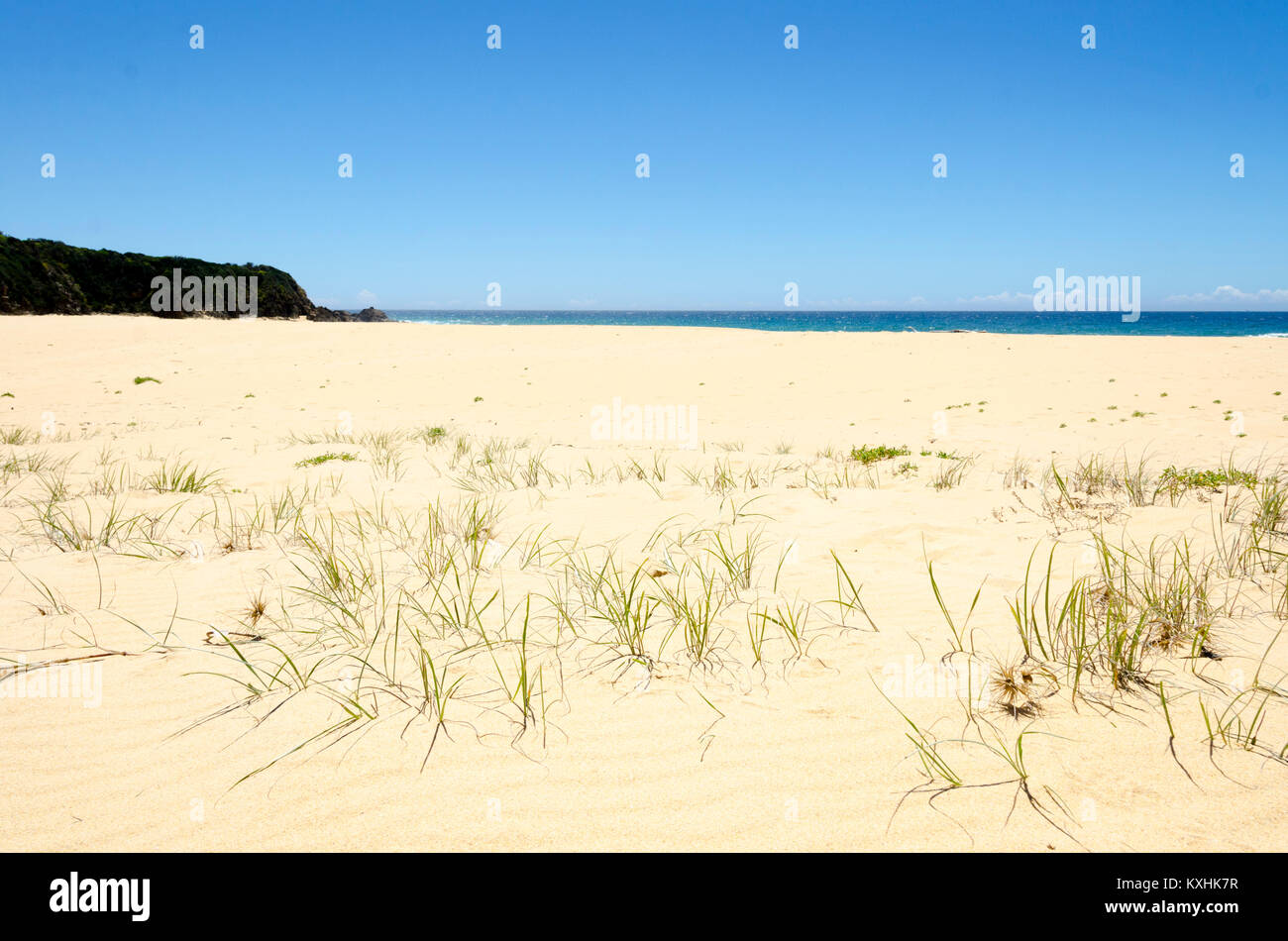 Erba che cresce in dune di sabbia, spiaggia, Cuttagee, Nuovo Galles del Sud, Australia Foto Stock