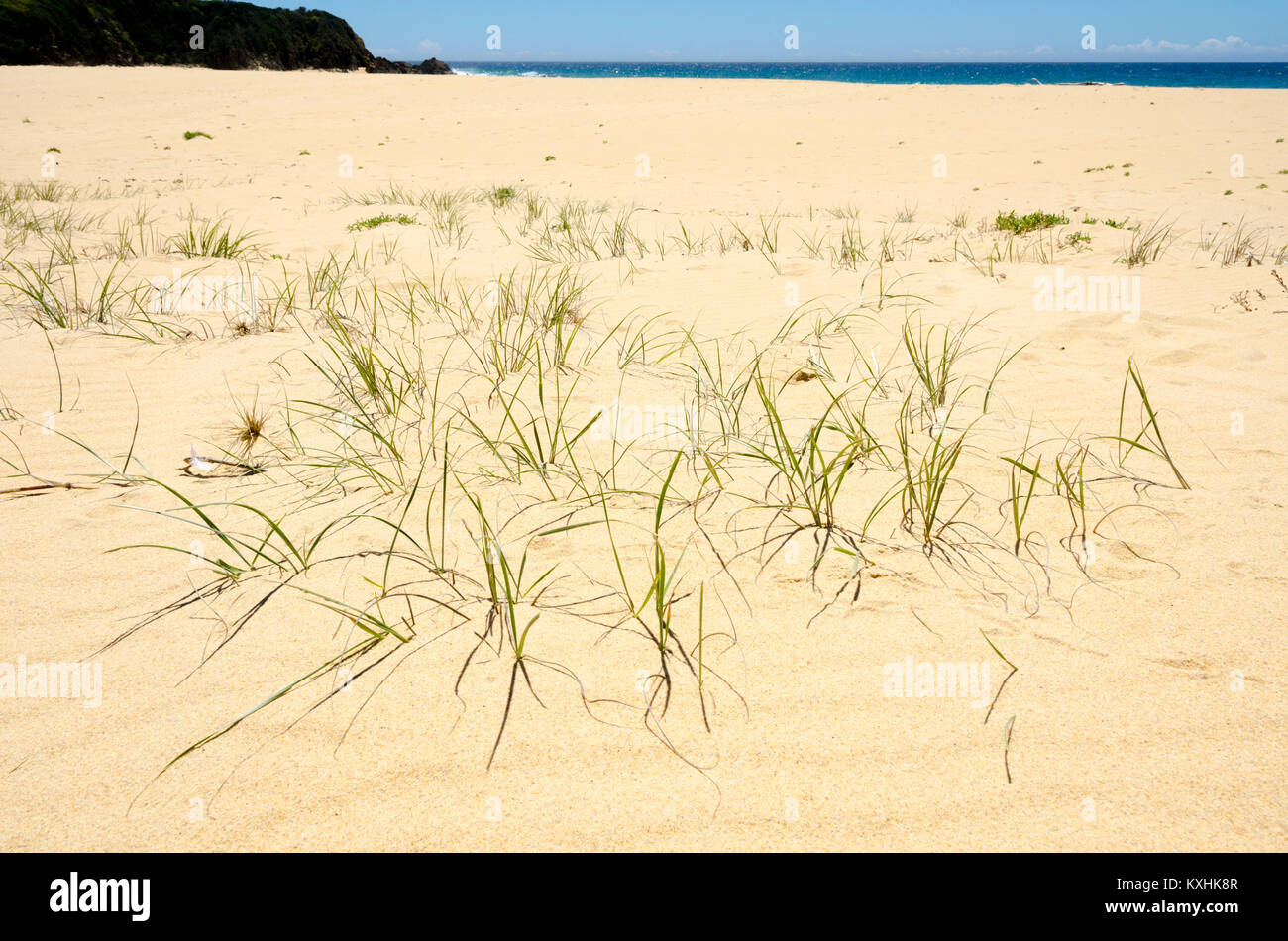 Erba che cresce in dune di sabbia, spiaggia, Cuttagee, Nuovo Galles del Sud, Australia Foto Stock
