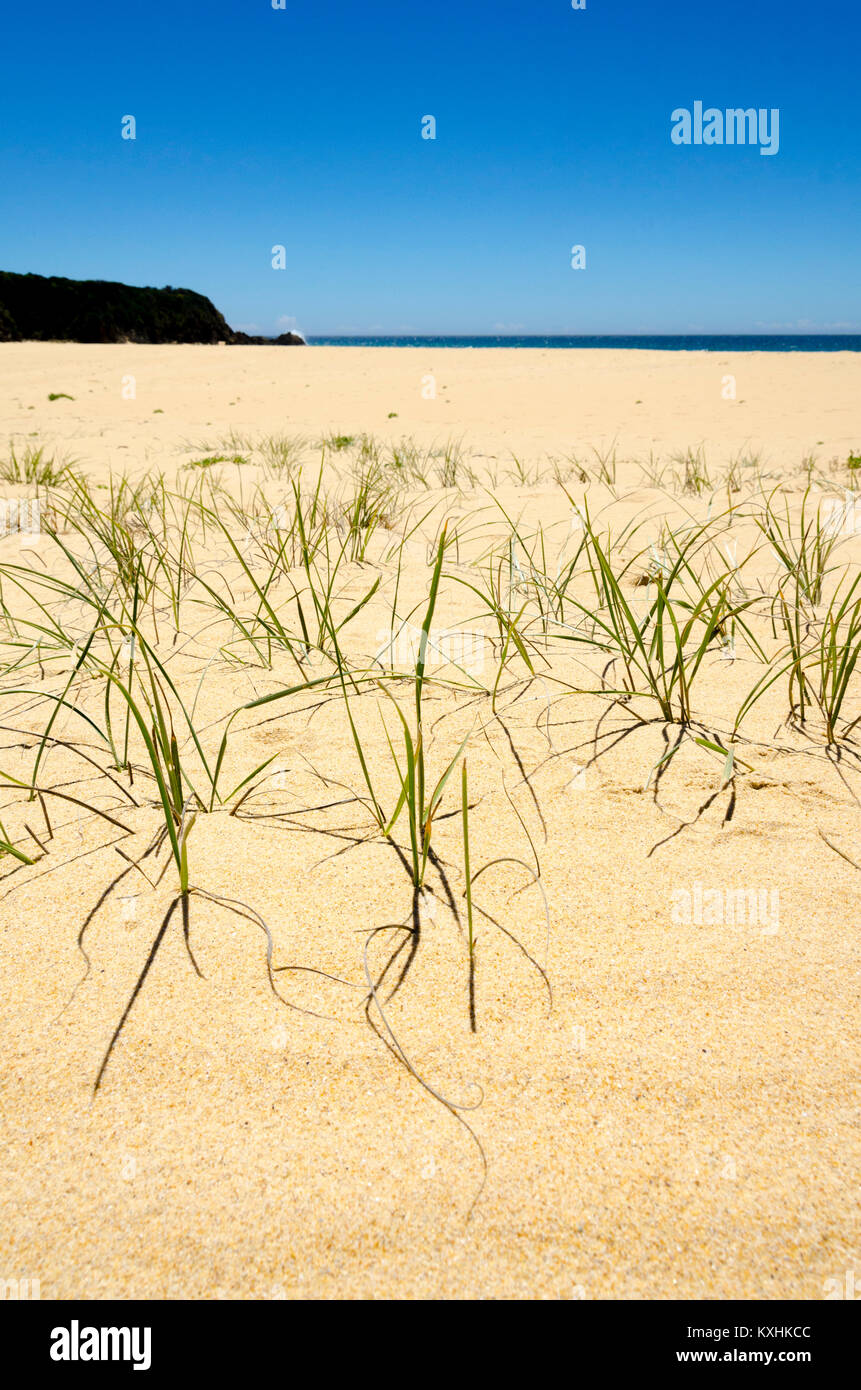 Erba che cresce in dune di sabbia, spiaggia, Cuttagee, Nuovo Galles del Sud, Australia Foto Stock