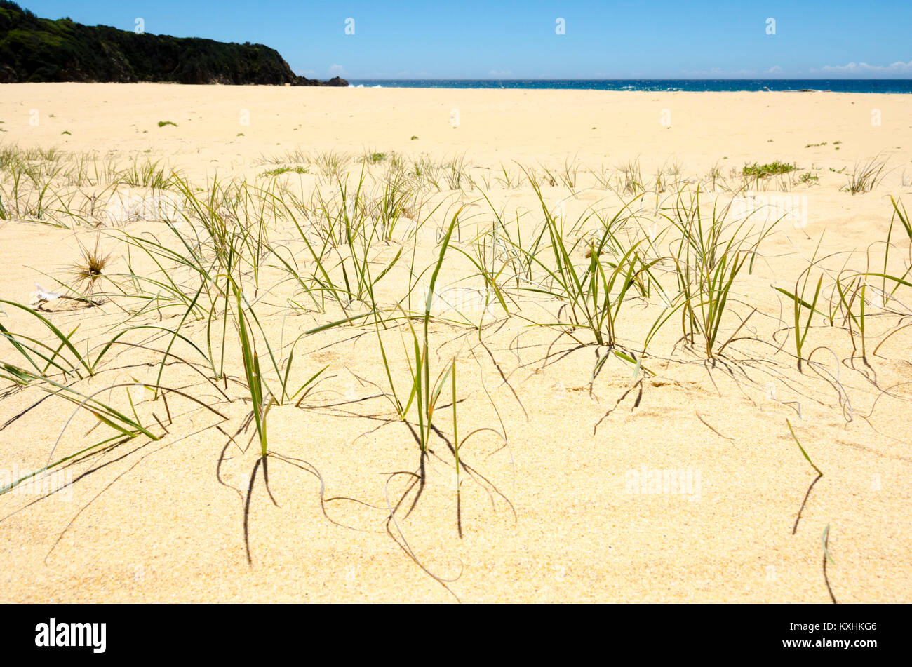 Erba che cresce in dune di sabbia, spiaggia, Cuttagee, Nuovo Galles del Sud, Australia Foto Stock