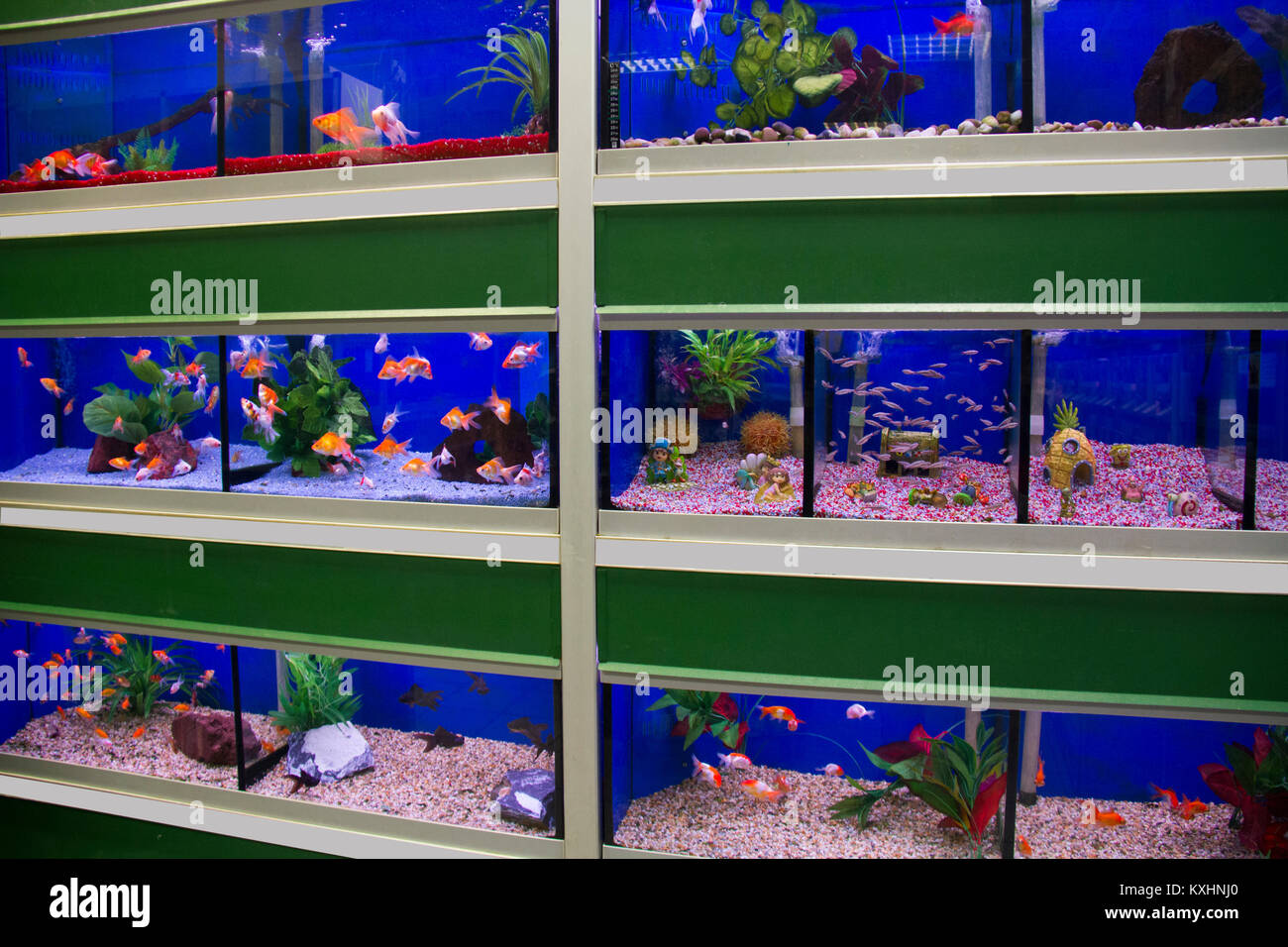 Tropicale e acqua fredda pesce per la vendita in un supermercato di pet Foto Stock