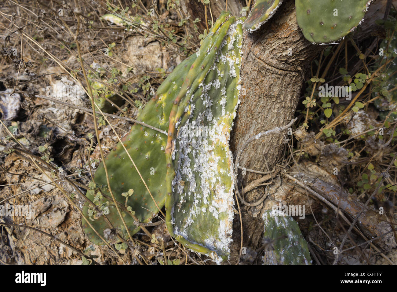 Opuntia ficus indica, Prickly Pear pianta devastata da un'infezione in Andalusia Spagna dicembre 2017 Foto Stock