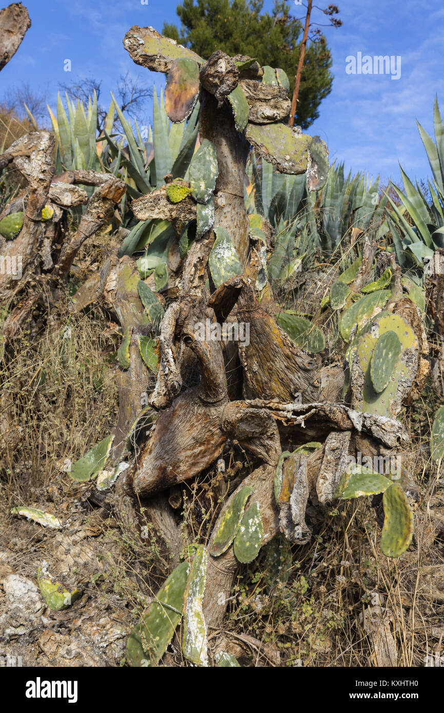 Opuntia ficus indica, Prickly Pear pianta devastata da un'infezione in Andalusia Spagna dicembre 2017 Foto Stock