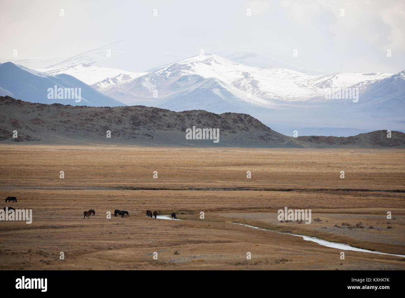 Paesaggio mongolo montagne innevate neve inverno cavalli selvaggi di bere dal fiume Mongolia Foto Stock