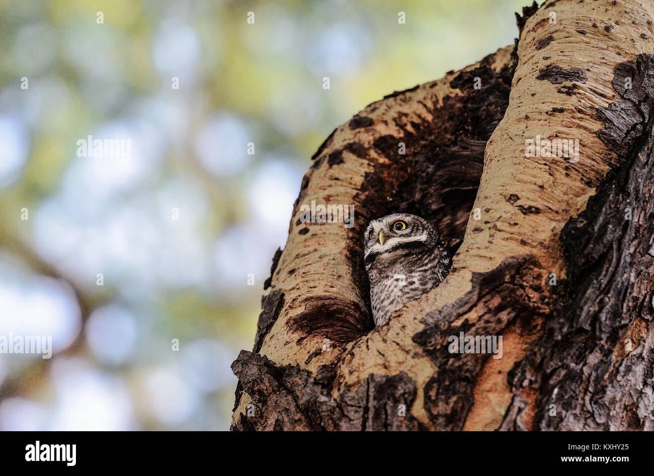 Il gufo seduto nella struttura ad albero Foto Stock