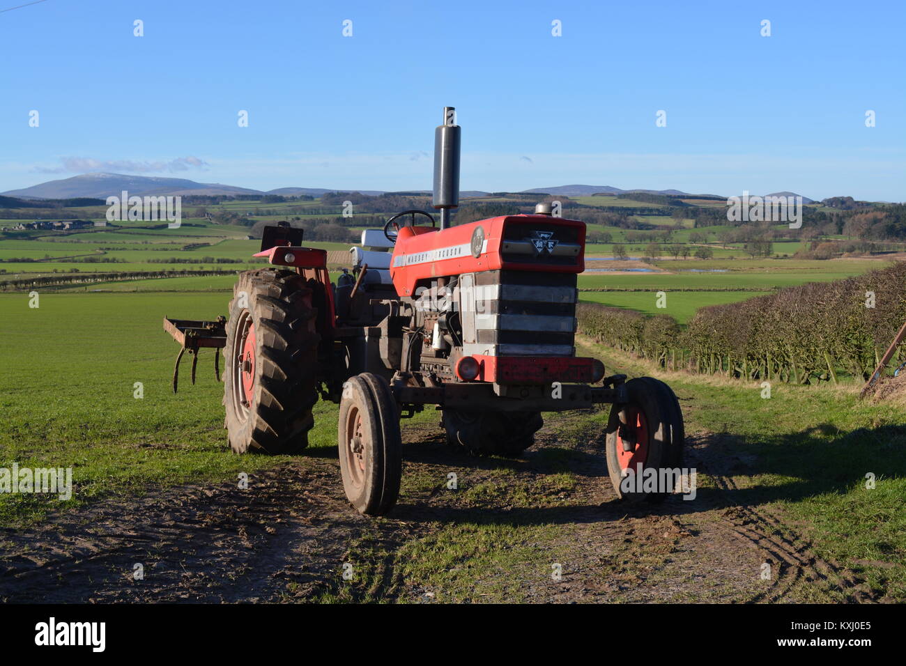 Massey Ferguson MF1100 trattore agricolo Foto Stock