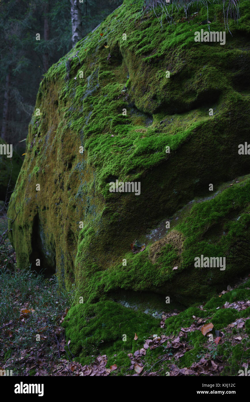 Muschio verde sulla roccia nella foresta, Elbe montagne di arenaria, Germania Foto Stock