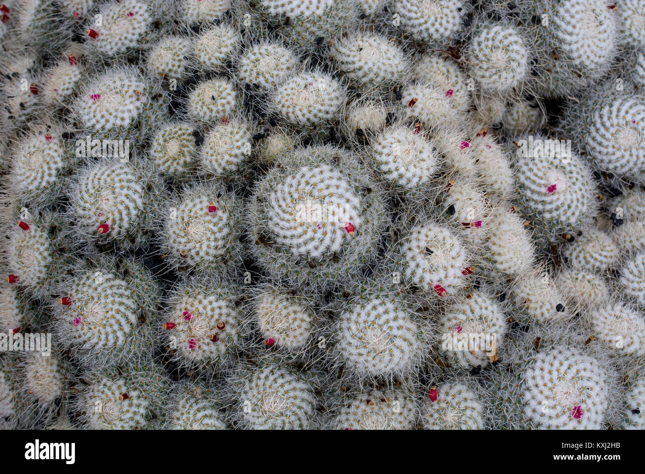 Il Cactus di close-up close-up, Jardin de Cactus, Guatiza, Lanzarote, Isole Canarie, Spagna. Foto Stock