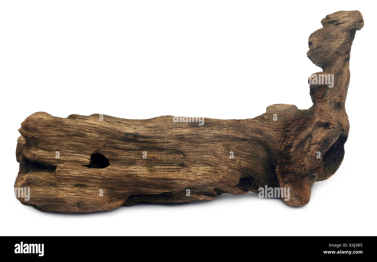 Bogwood decorativo scultura su sfondo bianco Foto Stock