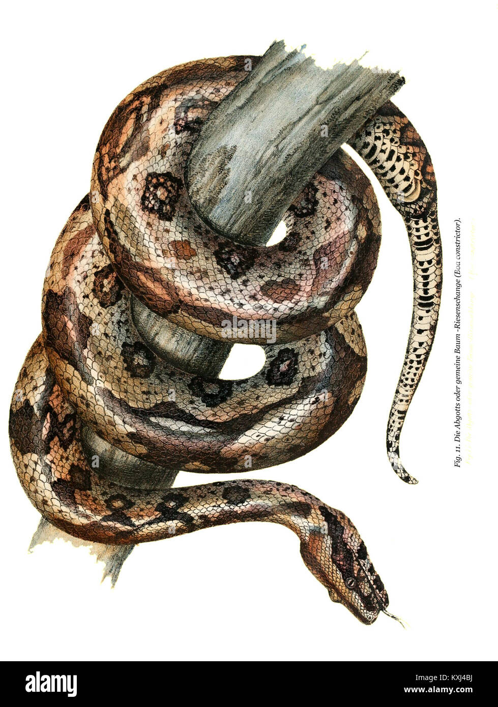 Versione restaurata della placca 38 dal "Bilder-Atlas zur wissenschaftlich-populären Naturgeschichte der Wirbelthiere", un riferimento scientifico e popolare sulla zoologia dei vertebrati. Foto Stock