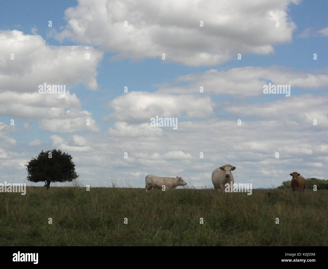 Paesaggio rurale a Blémerey, Meurthe-et-Moselle, Francia, con mucche da pascolo e paesaggi agricoli tipici della regione. Foto Stock