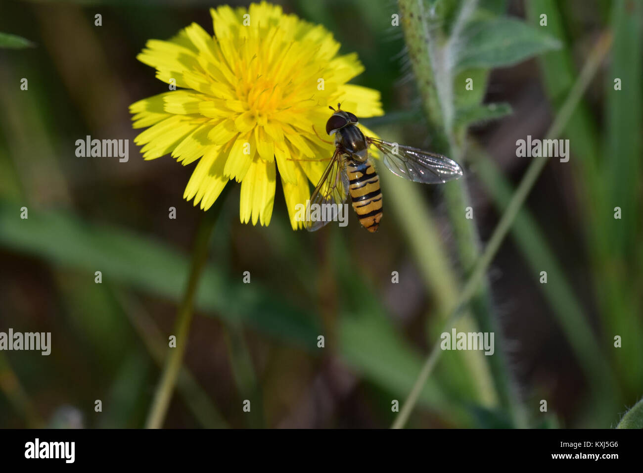«Araignées, Insectes et fleurs de la Forêt de Moulière» è uno studio botanico ed entomologico che documenta ragni, insetti e piante da fiore nell’ecosistema della foresta di Moulière, illustrando la diversità delle specie e le relazioni tra gli habitat. Foto Stock