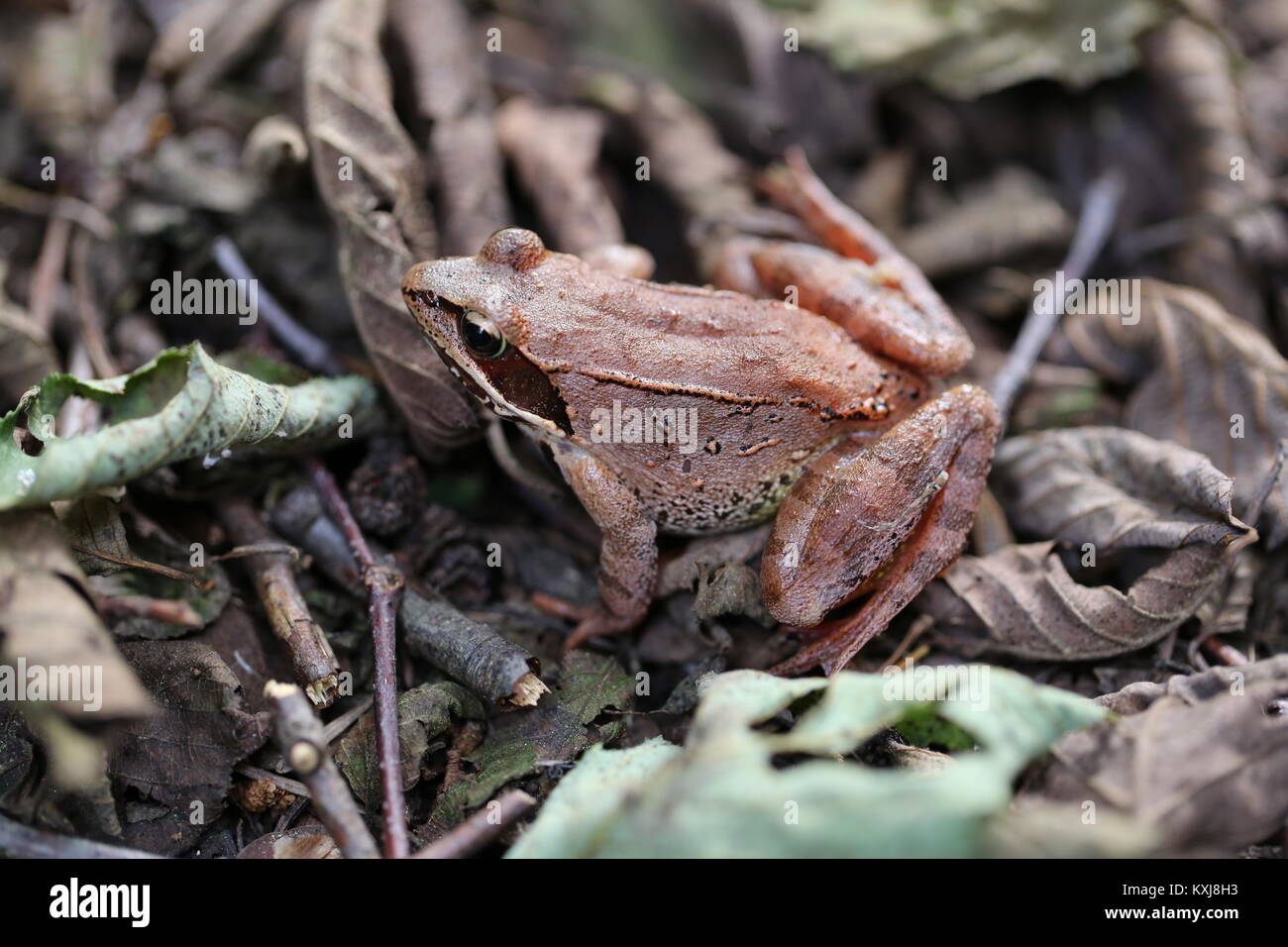 Rana in legno,Rana sylvatica Foto Stock