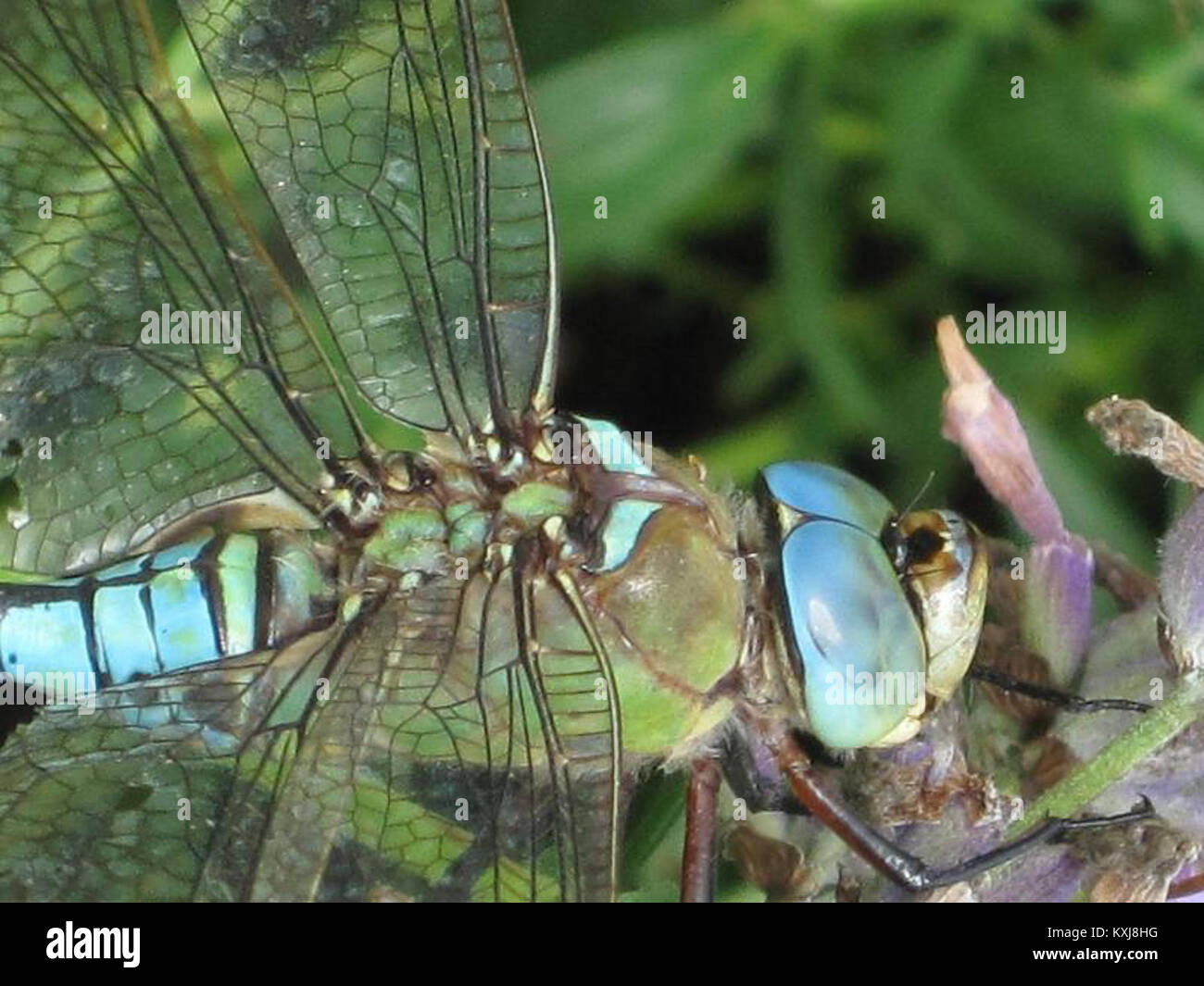 La specie di libellula Anax imperator, chiamata anche Imperatore Blu, è uno dei più grandi falchi d'Europa (famiglia Aeshnidae) ed è registrata nei Paesi Bassi, spesso vicino ai corpi idrici dove caccia e si riproduce. Foto Stock