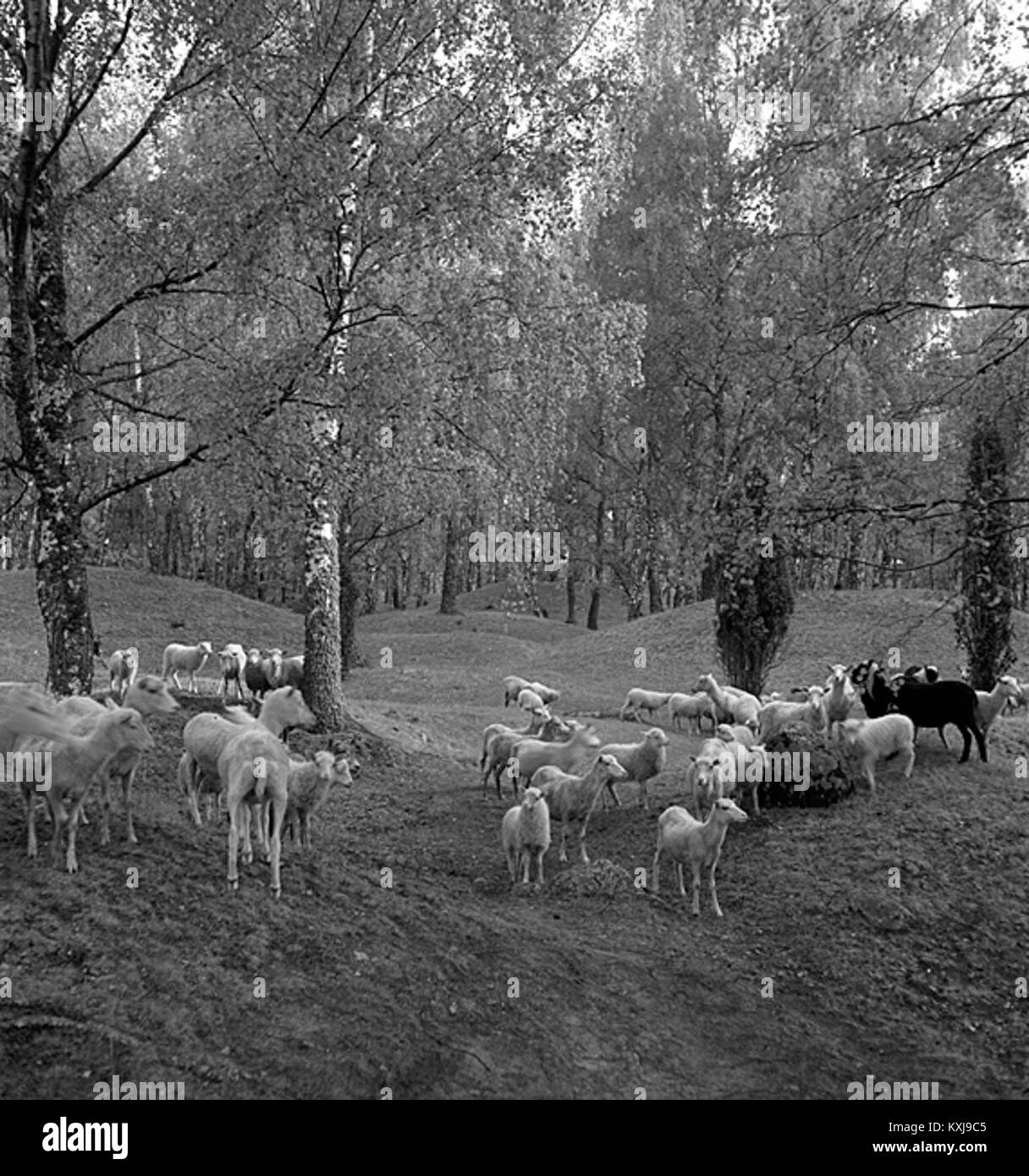 Questa immagine raffigura il sito archeologico di Birka sull'isola di Björkö, Svezia. Conosciuta come un importante centro commerciale dell'età vichinga, Birka contiene tumuli di sepoltura, fortificazioni e resti di insediamenti che illustrano la prima vita urbana e commerciale in Scandinavia. Foto Stock