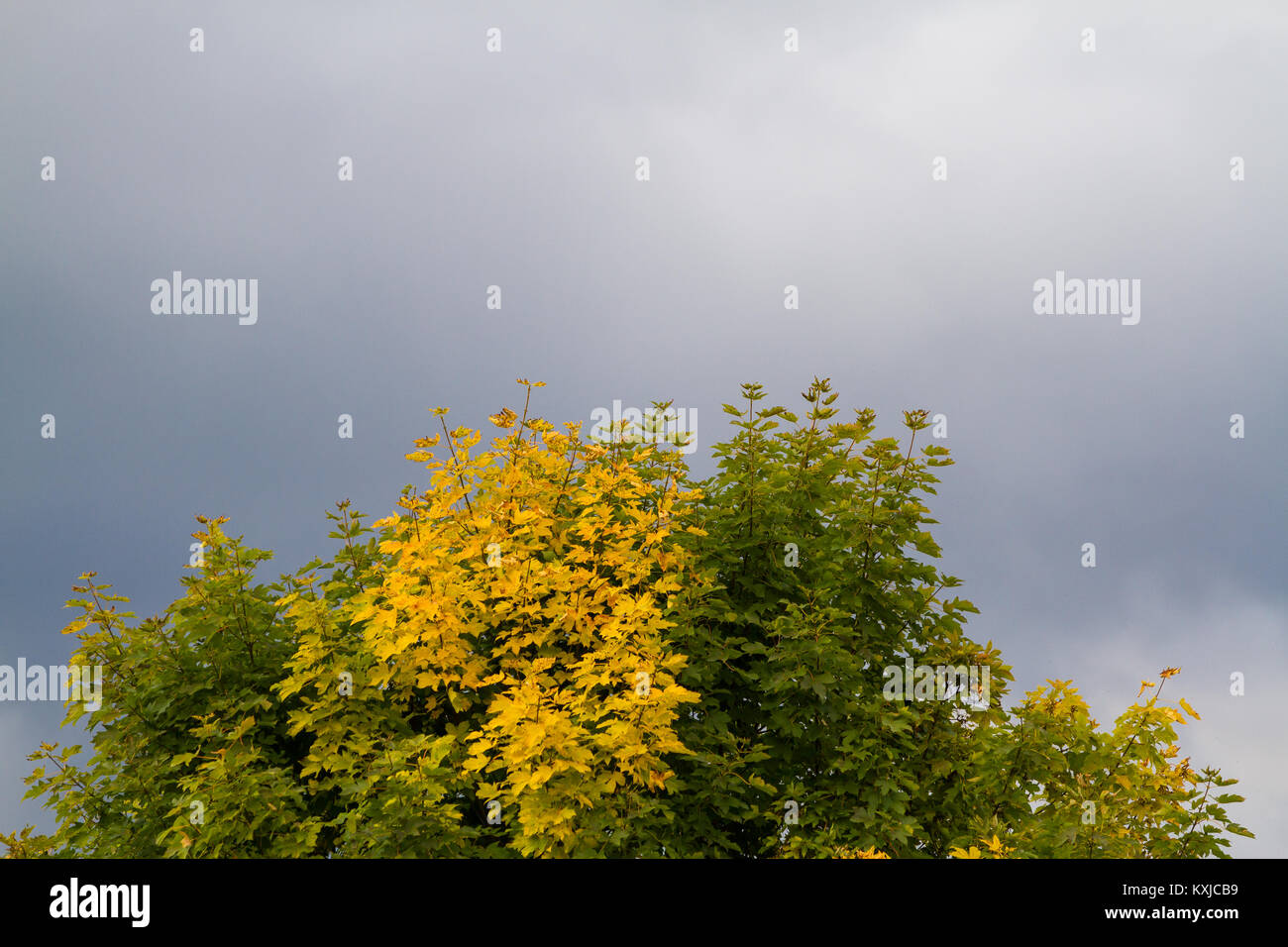 Leichte Laubfärbung Ahorn im Herbst Foto Stock