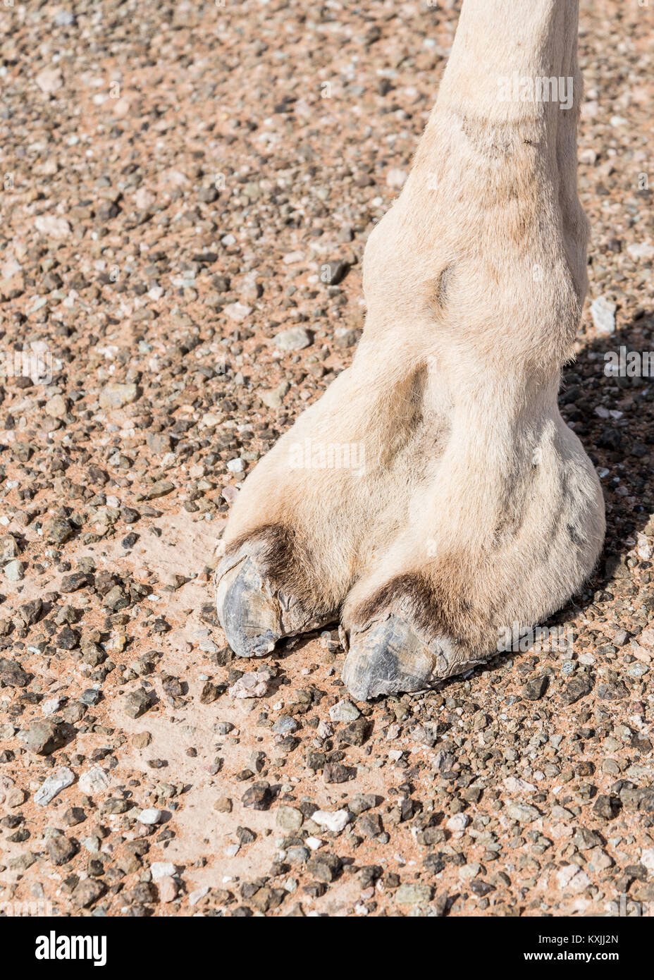 Primo piano del piede di un cammello nel deserto, che mostra il suo grande pad in pelle e la morfologia animale unica adattata per il terreno sabbioso, vista verticale Foto Stock