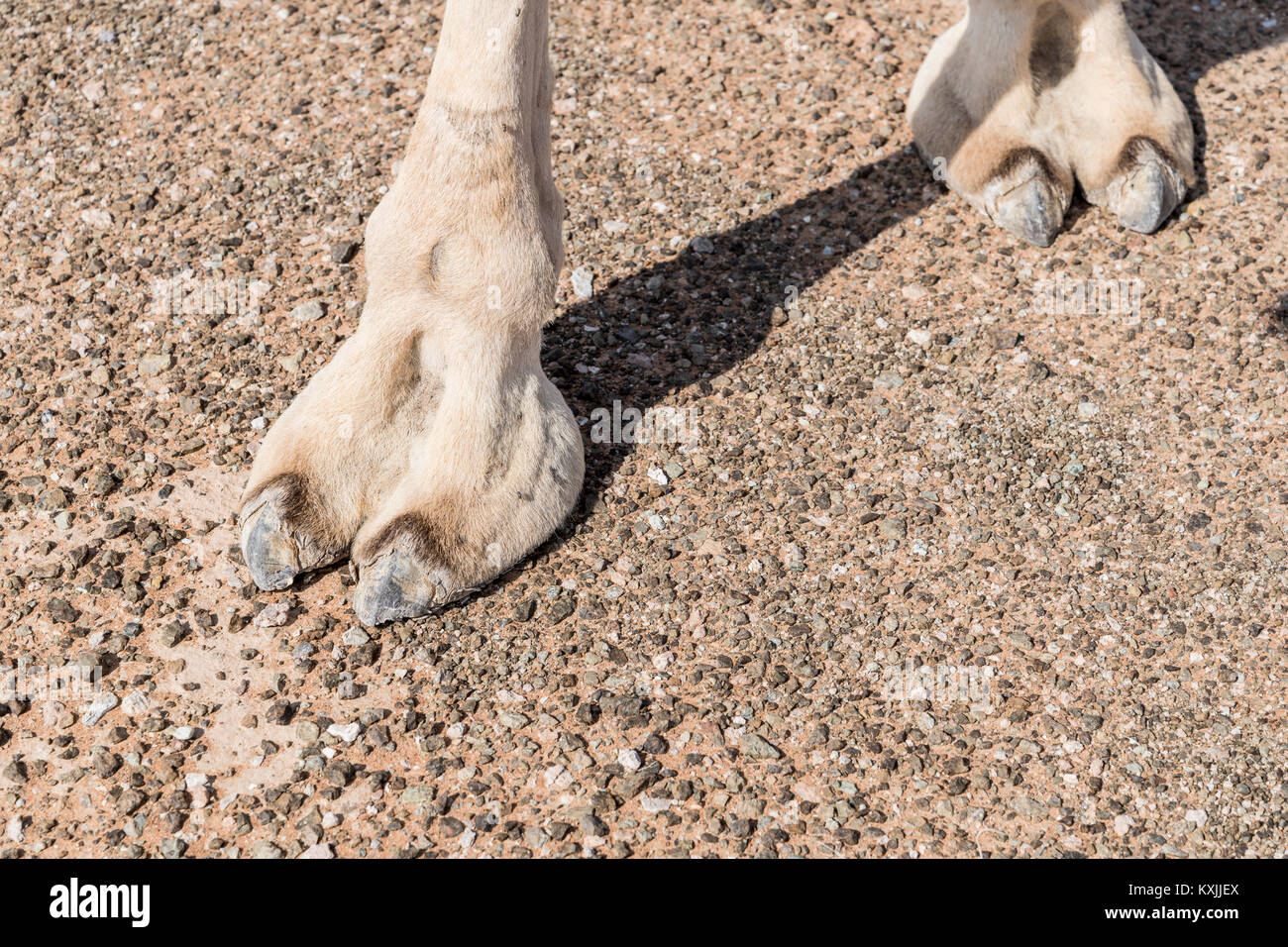 Primo piano dei piedi o degli zoccoli di un cammello nel deserto, che mostrano il suo grande cuscinetto in pelle e la morfologia animale unica adattata al terreno sabbioso Foto Stock