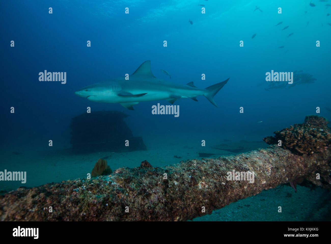 Squalo toro, Punta Baja, Baja California, Messico Foto Stock
