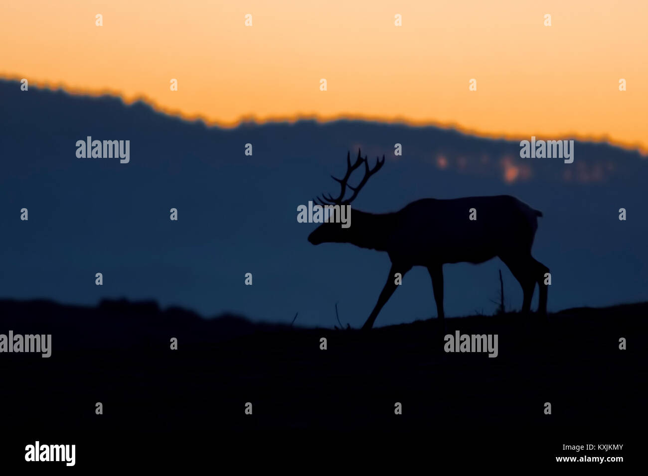 Stagliano tule elk buck (Cervus canadensis nannodes) al tramonto, Point Reyes National Seashore, CALIFORNIA, STATI UNITI D'AMERICA Foto Stock