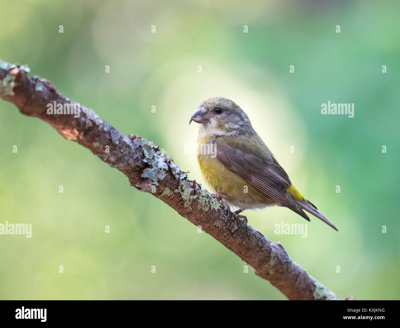 Femmina rosso (Crossbill Loxia curvirostra) appollaiato sul ramo di albero, Point Reyes National Seashore, CALIFORNIA, STATI UNITI D'AMERICA Foto Stock